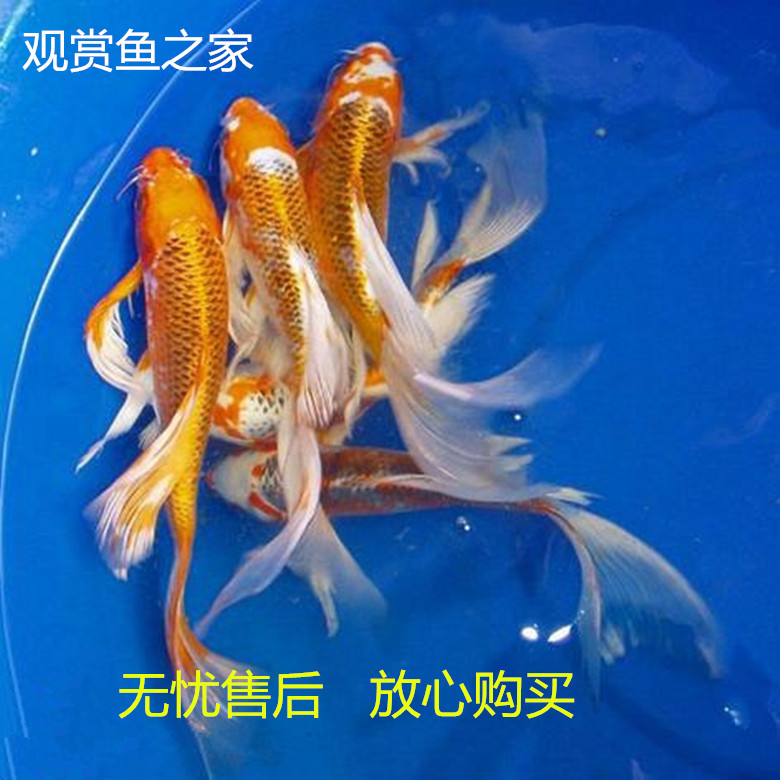龙凤锦鲤鱼活体 白金 黄金 乌金 冷水鱼 宠物鱼