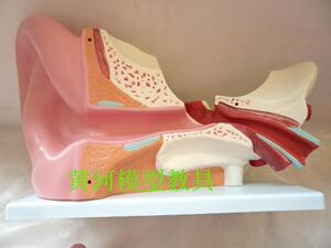 耳朵 高级放大耳朵解剖模型人体解剖耳模型 耳朵构造模型优惠价98元,耳朵构造模型精心为您挑选-麦尔网购导航-网购宝