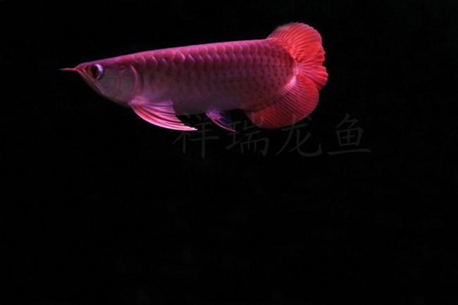 血红龙鱼_20cm左右<em>极品小</em>红龙鱼_一号红龙鱼