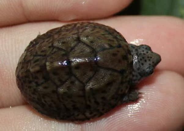 麝香龟蛋龟 麝香苗 宠物龟 深水龟 观赏龟3cm左