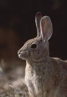 野兔子叫声灰兔子叫声山兔子叫声兔子叫声MP