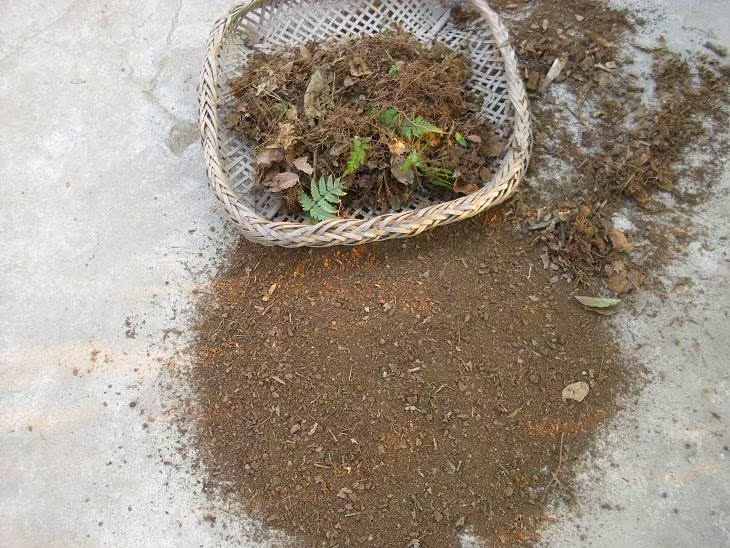 特价销售 深山老林 腐叶土 腐殖土 花卉土 花卉