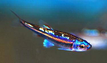 北美靓丽灯科鱼之紫光精灵灯 埃及艳后 灯鱼之