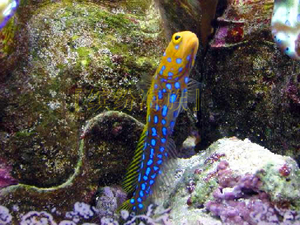 活体海水观赏鱼虾虎鱼活体软体珊瑚海洋生物活