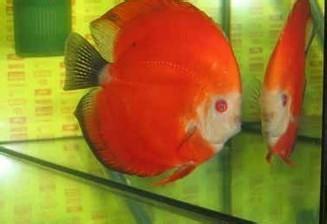 红富士七彩神仙鱼 观赏鱼 热带鱼 活体鱼批发|一