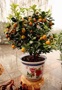 盆栽四季观赏小金橘、柑橘盆景桔子树苗橘子果