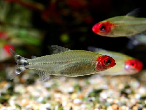 热带鱼 红鼻剪刀 群游效果最靓的鱼 小型热带观