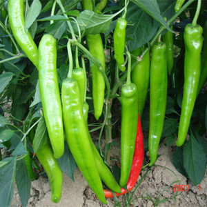 蔬菜种子\/夏秋羊角 辣椒种子\/青椒\/阳台种\/盆栽