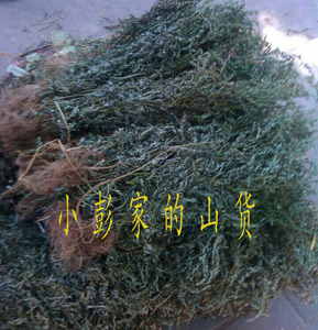 中药广西纯天然野生草药叶下珠珍珠草养肝茶5
