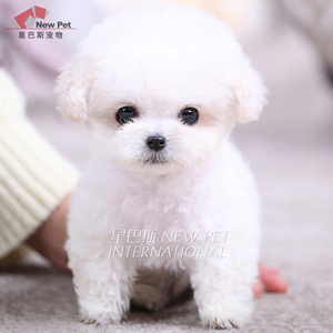 凌空星巴斯 韩国纯种白色泰迪贵宾宠物狗活狗
