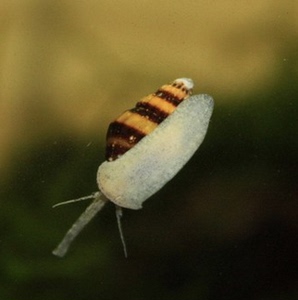 彩带宝塔螺\/蜜蜂螺\/蜜蜂宝塔螺\/杀手螺\/观赏螺、工具螺优惠价4.5元,彩带宝塔螺精心为您挑选-麦尔网购导航-网购宝