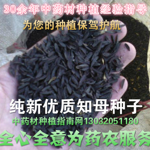知母种子,中药材种植指南网,河北安国赵帅,提供
