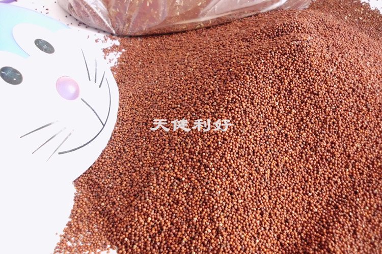 广西容县特产新鲜红粟米红小米鸭脚粟农家自产