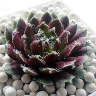 紫牡丹 多肉植物 办公桌面盆栽 紫红牡丹红卷绢