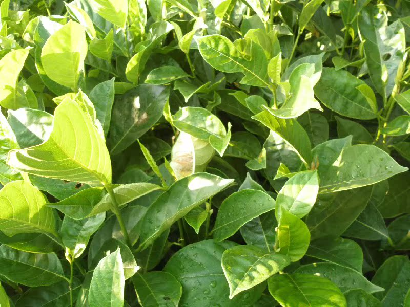 菠萝蜜苗 马来西亚黄心 菠萝蜜树苗40公分以上