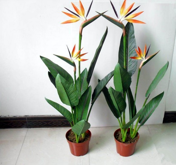 精品花卉盆栽鹤望兰 盆栽花卉植物 室内花卉植