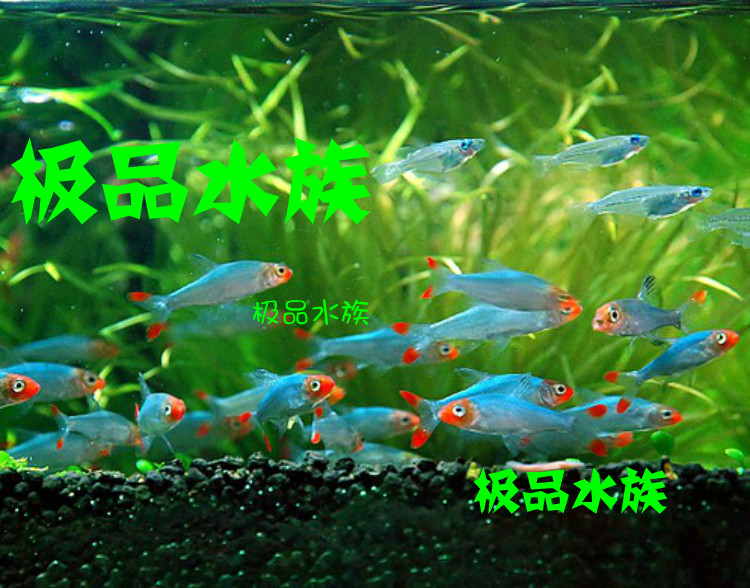 亚洲红鼻 热带灯科鱼 观赏鱼 草缸用鱼|一淘网优