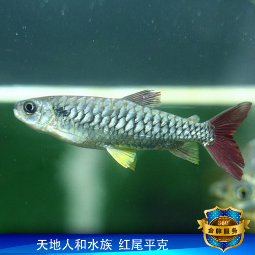 红尾平克 粗鳞上层鱼 大型鱼缸混养热带观赏鱼