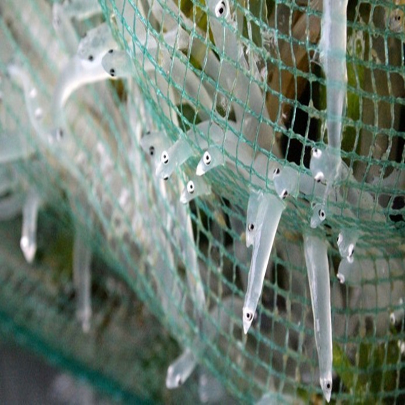 青岛海鲜 新鲜银鱼 海鲜银鱼 大银鱼 野生小银鱼