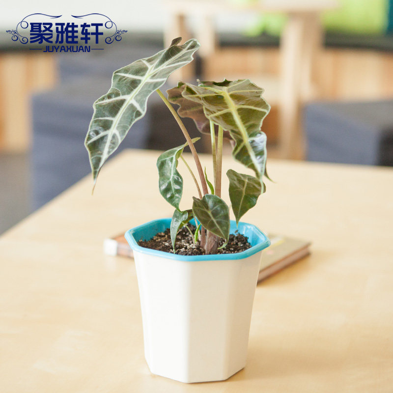 聚雅轩<em>小仙女</em>竹芋盆栽花卉<em>绿植</em>室内净化空气植