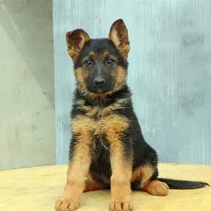 出售 德国牧羊犬 幼犬 德牧 黑背 宠物狗优惠价