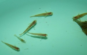 青鳉鱼小宠物鱼活体饲料鱼食蚊鱼龙鱼金鱼群游鱼冷水观赏鱼苗淡水优惠价16.8元,料鱼食蚊鱼龙鱼金鱼群精心为您挑选-麦尔网购导航-网购宝