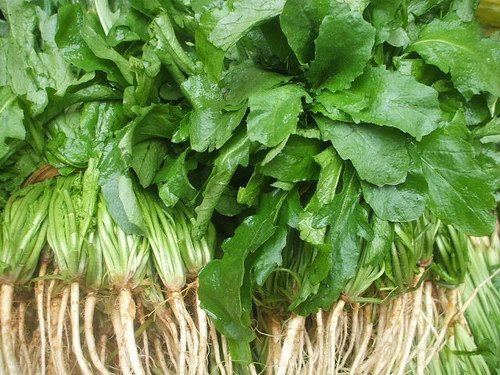 种子 齐菜 介菜蔬菜中药野菜营养价植高 好种的