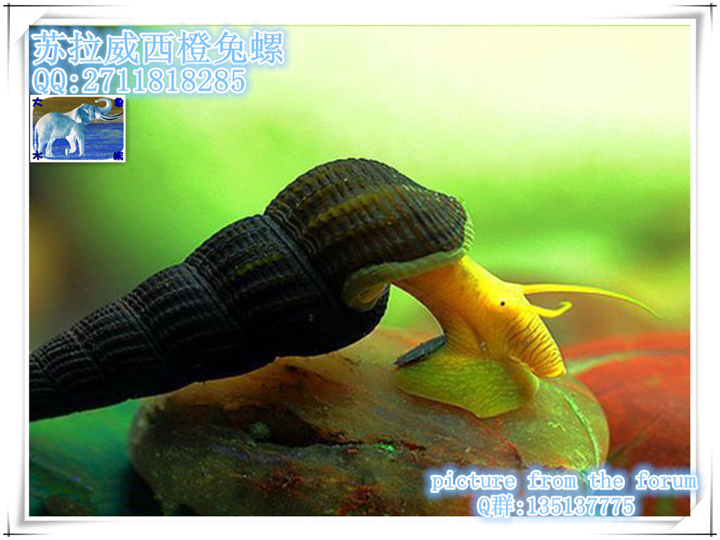 观赏螺-苏拉威西螺-橙兔螺-除藻螺-草缸螺-工具
