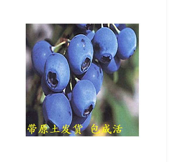 蓝莓树苗 蓝莓苗 适合南方 北方种植品种 盆栽苗