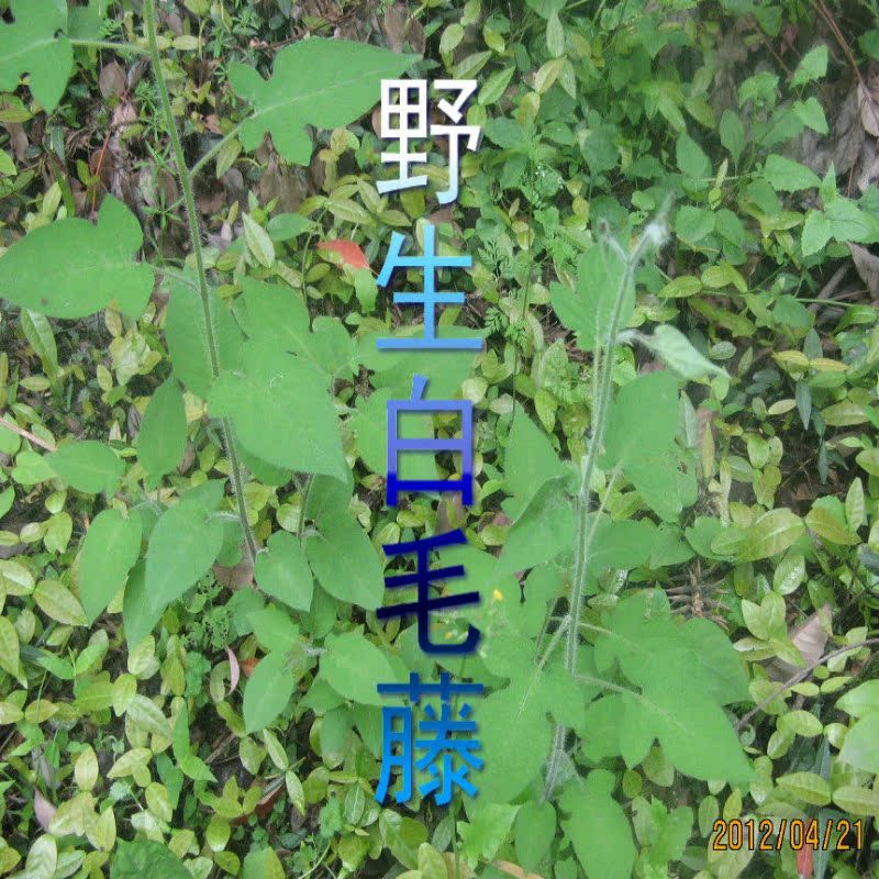 中药材新鲜野生白毛藤 白英 天灯笼 现采现发 一