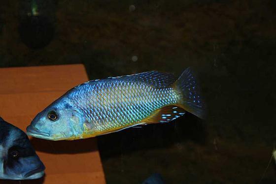 观赏鱼 热带鱼 三湖慈鲷 活体 马鲷 大型HAP T