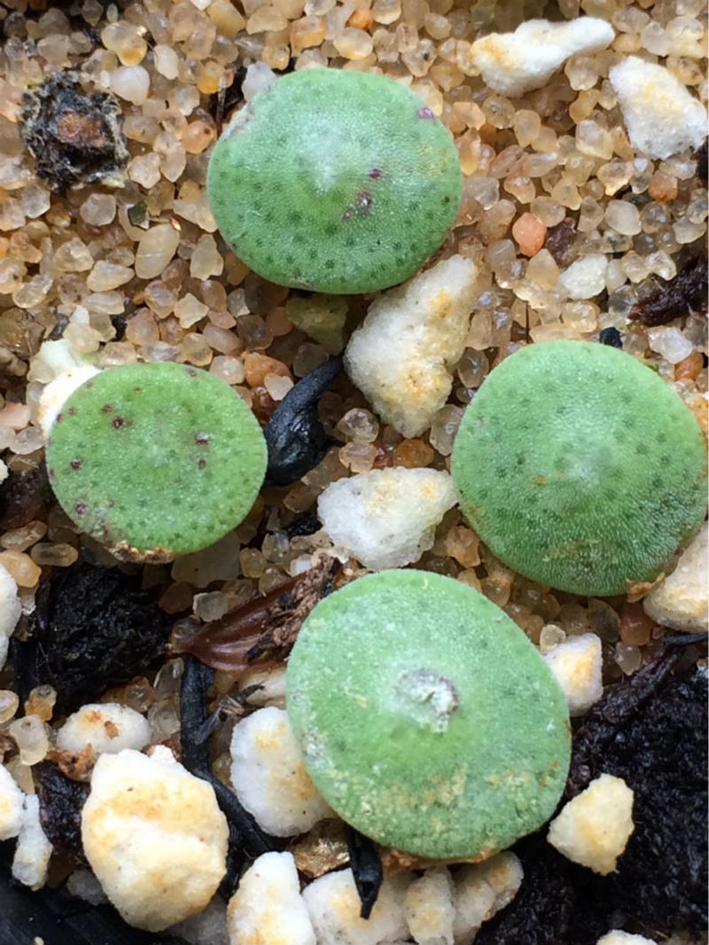 毛饼 多肉植物 肉锥属 C.ernstii EVJ.8512 毛饼