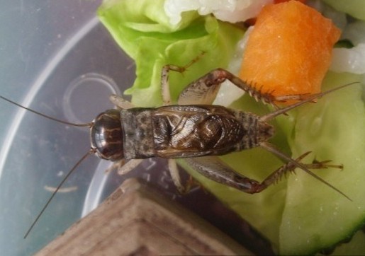 白虫 活体蟋蟀 蟋蟀活体 蛐蛐活体 白虫蟋蟀 活