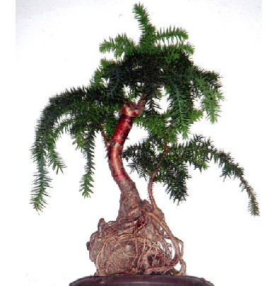 极品盆景 盆栽进口杉树 澳洲杉 盆景棵 实物图片