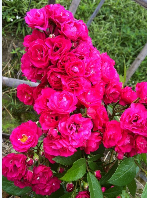 德国惑星(球状,紫红色,开花机器,花量极大,大苗