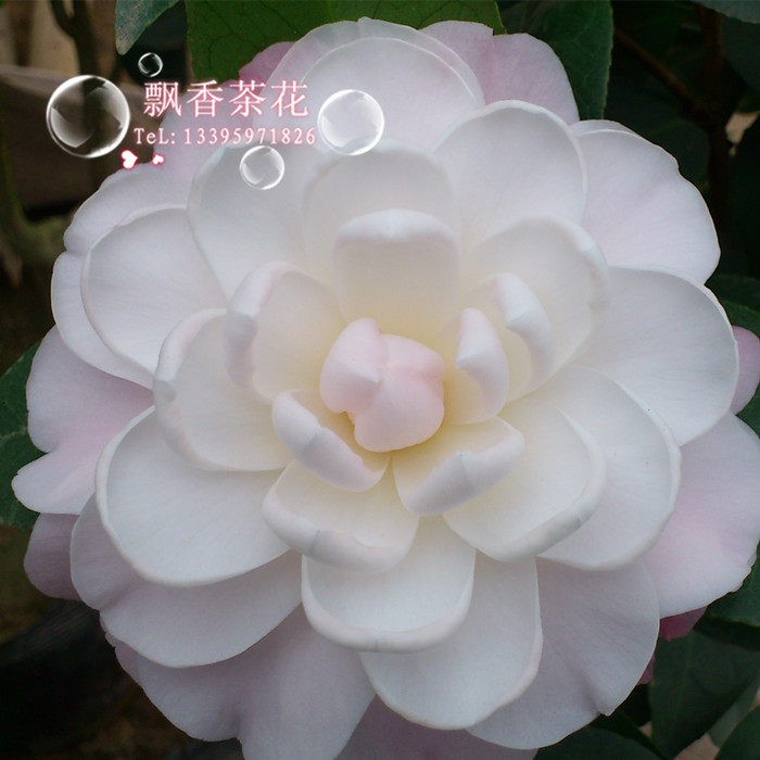 趣植物茶花奇特品种-珍贵茶花小苗-桃花公主-花