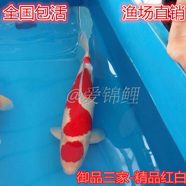 纯种日本红白锦鲤 鱼苗 活体包活 观赏鱼 冷水鱼