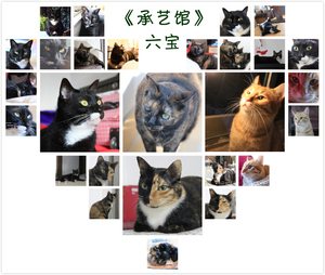 急用慎拍全国包邮10公斤凌岩猫沙膨润土结团除臭绝对性价比高