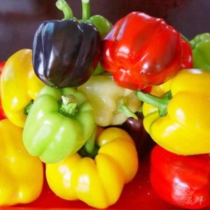 五彩甜椒 灯笼椒 辣椒 青椒播种 花草瓜果蔬菜种