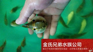 眼镜娃娃狗头弓斑东方鲀河豚狗头可爱可混养观