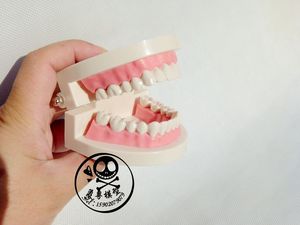 口腔保健护理牙齿模型 幼儿园教具 儿童刷牙玩