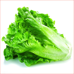 蔬菜种子 软尾生菜种子 阳台盆栽庭院种植四季