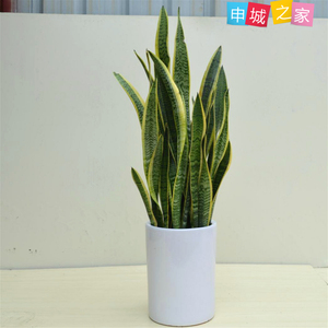 净化空气吸甲醛盆栽虎皮兰办公室客厅非常容易