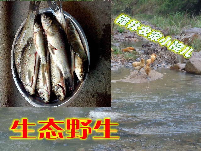 小溪抓来新鲜野生鲜活河鱼鲫鱼鲤鱼 另有小溪