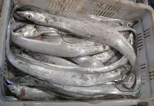 进口带鱼 刀鱼 非国产 批发 济南海鲜大市场|一