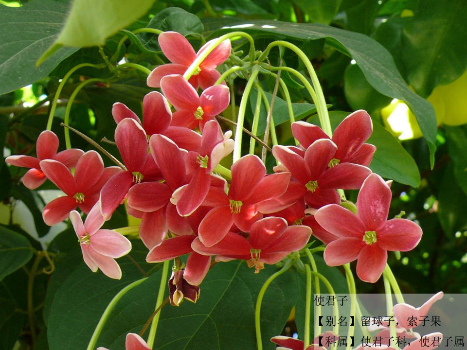 珍奇易养藤本花卉，使君子，五彩夜来香，花开三色，花特香|一淘网优惠购|购就省钱