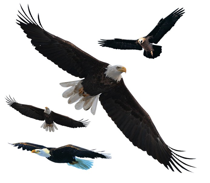 老鹰 雕 鹰 鸟叫声 引诱必备 训养必备 MP3叫声