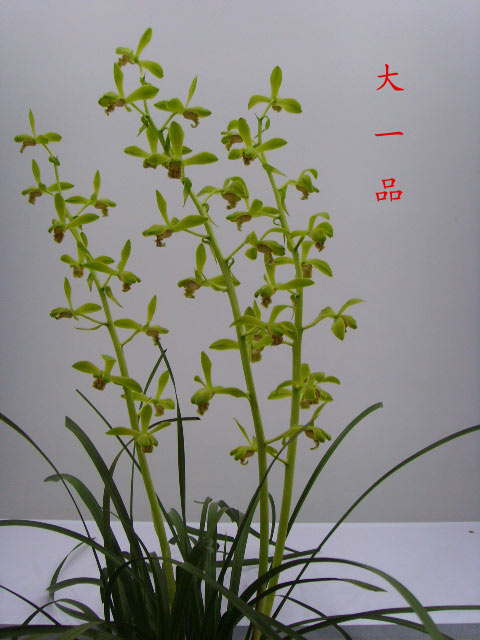 兰花-蕙兰-水仙瓣-大一品(450元\/苗)3苗合计13