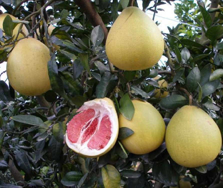 湖南果苗 柑桔苗 早熟红肉柚子-超级红肉蜜柚树