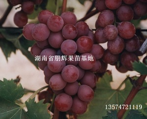 湖南果苗批发优质葡萄种苗 南方特抗品种-雨水